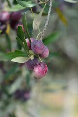 Common olive branch with fruit
