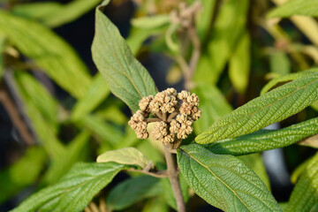 Wrinkled viburnum flower buds