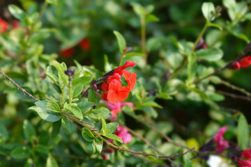 Sage Royal Bumble flower