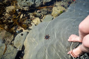 starfish in a rock pool at the beach growing on rocks while waves break over them and bull kelp...