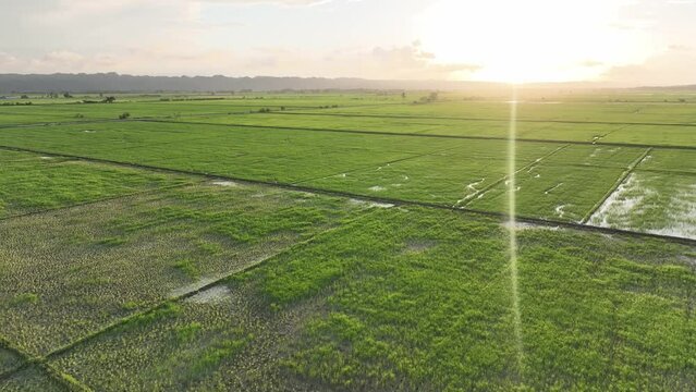 Sunshine on rice field in San Francisco de Macoris in Dominican Republic. Aerial sideways