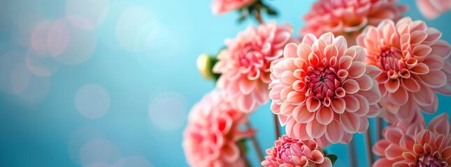 A bouquet of pink Dahlias with a blurred blue bokeh background, AI generated