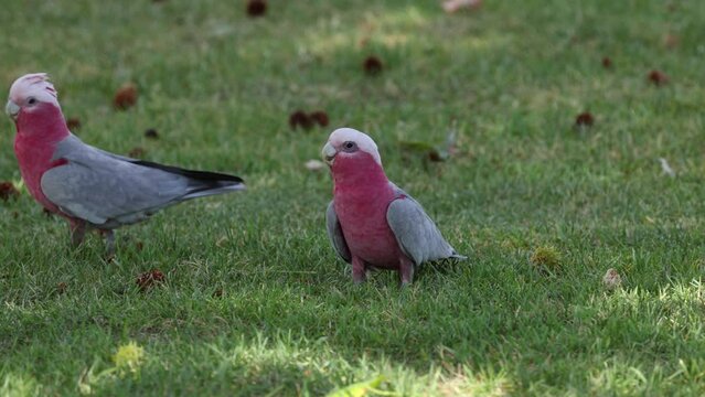 Galah Cockatoos Interacting on Grass