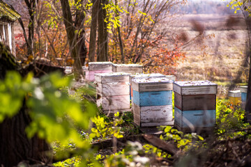 An old apiary on a mountainside among bushes and trees at sunset.