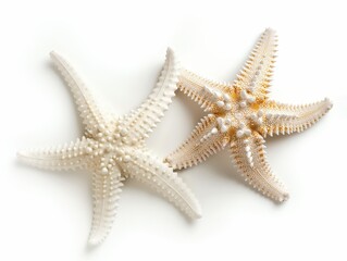 A pair of starfish with contrasting colors isolated on a pure white background.