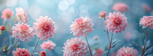 Fototapeta na wymiar A garden with pink Dahlias with a blurred blue bokeh background, AI generated