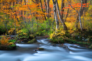 秋の奥入瀬渓谷
