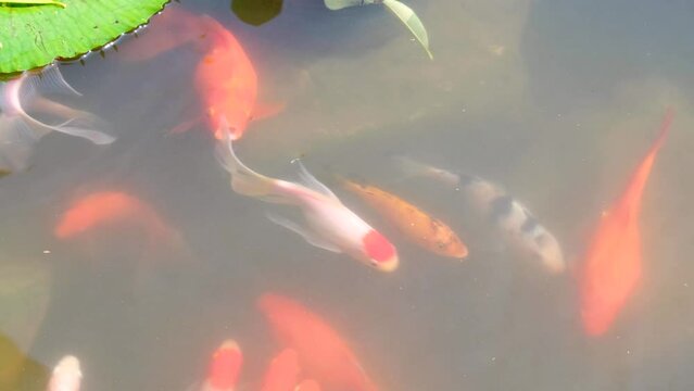 Top down view of goldfish and koi carp fish swimming in pond with water lilies