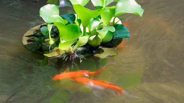 Close up of large colorful goldfish eating roots of water plant in garden pond
