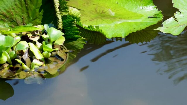 Close up of ripples on surface of fish pond with green lily pad of water lilies plant