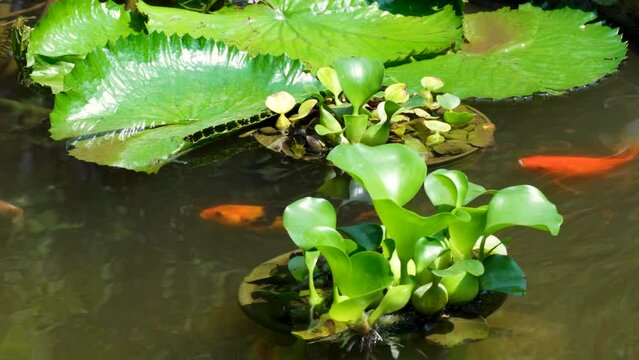 Colorful koi carp and goldfish swimming amongst green water lilies and lily pads