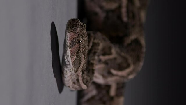 Puff Adder slowly moves head as tongue flicks around - Vertical video