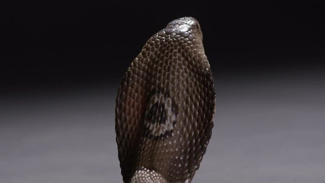 Monocle cobra standing upright with hood open showing monocle on back - deadly animals