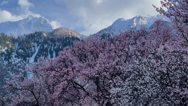 Rakaposhi view point with cherry blossom trees. Profile view.
