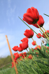 Red tulips photographed from below