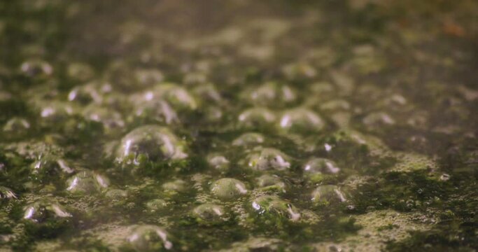 Egyptian Molokhya with extreme close up and bubble out freshly made and shot on 4K. Molokhya is a Famous Egyptian Food  in the Egyptian Cuisine and well known to be the most delicious one