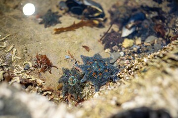 starfish in a rock pool at the beach growing on rocks while waves break over them and bull kelp growing on rocks in the ocean in australia. Waves moving seaweed over rock and flowing with the tide