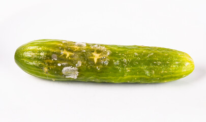 Moldy cucumber isolated on a white background. Close-up.