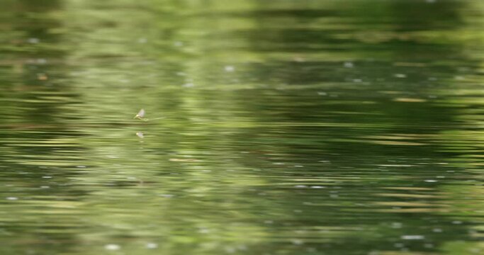Long-tailed mayfly flying over surface of river Tisza during annual swarm
