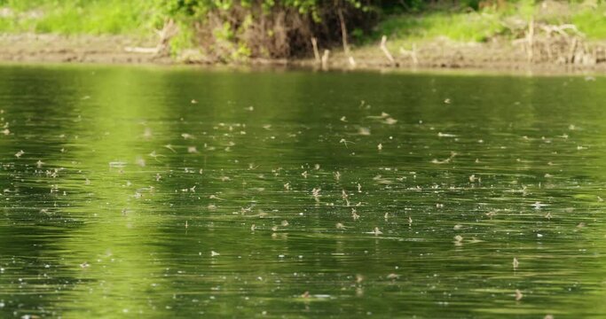 Annul swarm of long-tailed mayflies over river Tisza in Serbia