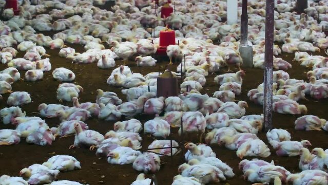 Indoor broiler chicken farm huge group of poultry livestock for industry farming