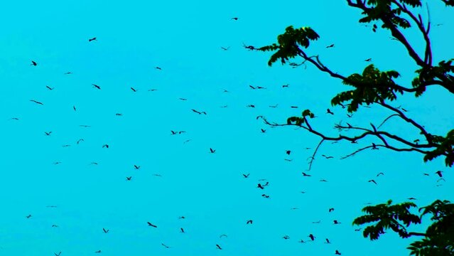 Horror Theme, flock of nervous birds flying on dark blue background with tree