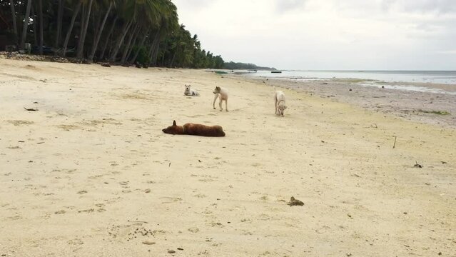 A pack of dogs is on the Solangon beach in Siquijor island. A brown dog lies down in the sand. A white dog walks by, the dog has a red collar. The dogs have a good life at the beach.
