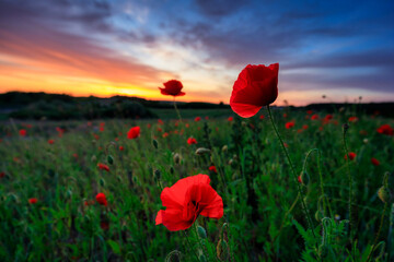 Beautiful meadow with the poppy flowers at sunset, Poland. - 762123452