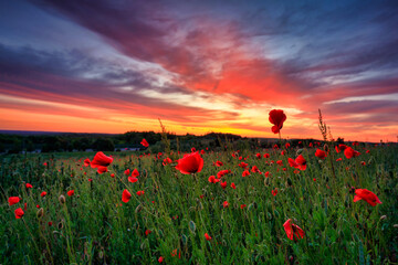 Beautiful meadow with the poppy flowers at sunset, Poland. - 762123497