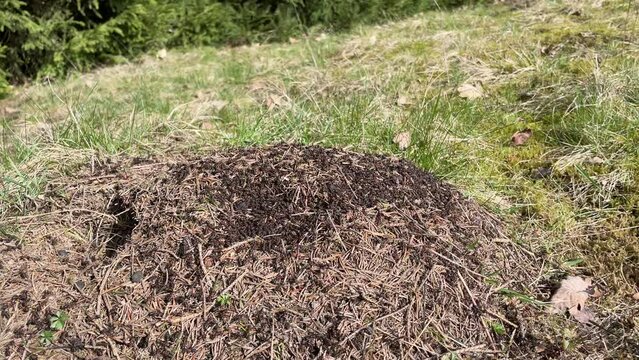 Wood ants in a heap in the forest in a clearing 4k