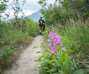 Fireweed flowers on the side of the trail at Valley of Ten Thousand Smokes. Katmai National Park and Preserve. Alaska. USA.