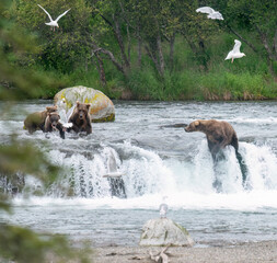 Naklejka premium Brown bears salmon fishing on top of Brooks Falls. Birds flying around. Katmai National Park. Alaska. USA.