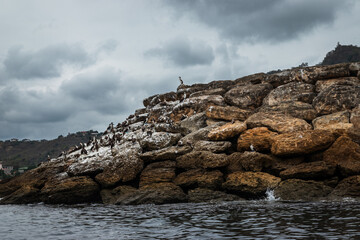 coast birds on a cliff over pacific ocean 