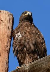 closeup of a beautiful golden eagle perched next to a utility pole on a sunny day in  rocky mountain arsenal national wildlife refuge in commerce city, near denver, colorado