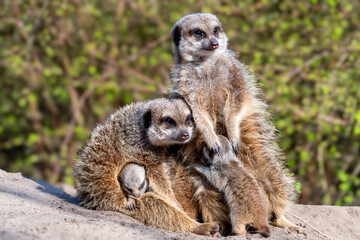 Fototapeta premium Meerkat family embracing on a rock with trees in the background