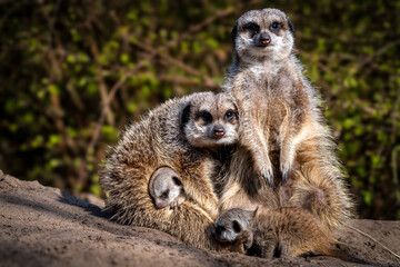 Meerkat family embracing on a rock with trees in the background