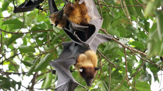 Lyle’s Flying Foxes, Pteropus lyleior, roosting during the day while they fan their bodies with their wings constantly to cool themselves as they rest