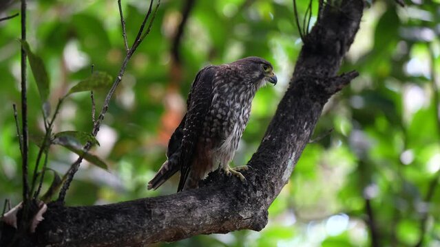 New Zealand falcon kārearea on a branch in a forest