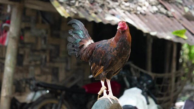 Darag, Labuyo or Alimbuyog Breed, Female Hen Countryside Chicken Tied with Rope, Cock Fighting South East Asia, Livelihood Chicken Farming