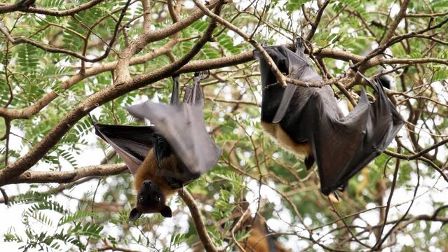Lyle's flying fox (Pteropus lylei) washes, licking the skin of the wing
