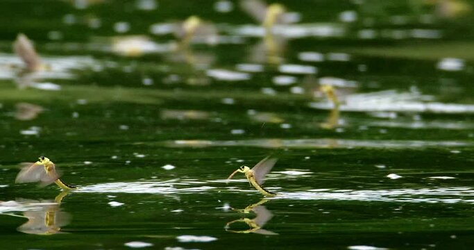 Amazing close up video of long-tailed mayflies on surface of river Tisza