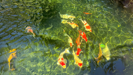 Schools of multi-colored koi fish swimming beneath the water are blurred by the reflection of light and water, creating a colorful blurry image of the fish.