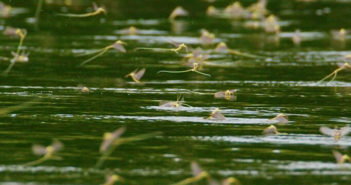 Amazing close up footage of long-tailed mayflies during annual mating
