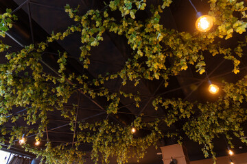 The ceiling of the beer restaurant is decorated with branches of hops.