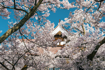 長野 高遠城址公園 高遠閣の春景色