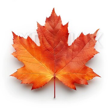 Beautiful Autumnal Maple Leaves On White Background, Illustrations Images
