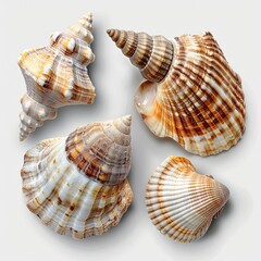 Obraz premium Beautiful Shells On White Background, Illustrations Images