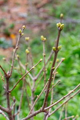 Bourgeons de lilas