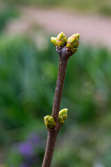 Bourgeons de lilas