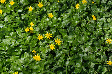 Spring colour. Vibrant yellow flowers on Lesser celandines (Ranunculus ficaria).